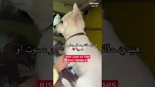 Even animals are stricken with fear in Lebanon!