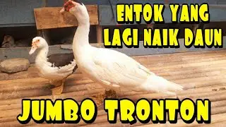 CIRI-CIRI ENTOK JUMBO TRAH TRONTON || ENTOK PALING VIRAL SAAT INI