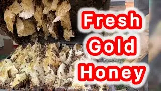 🍯 Checking Amazing Honey in My Farm &ndash; Nature&rsquo;s Sweet Gold