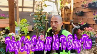 C435 TRỒNG CÂY HOA HỒNG THÂN LEO EDEN 88 | VÀ HOA TỬ ĐẰNG TÍM.🤗Vườn Hùng Anh Cz.
