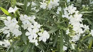 White Flowers Bloom in a Garden During Sunny Daytime in Spring Season