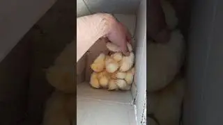 Day-Old Chicks Meet Their New Home! 🐥✨