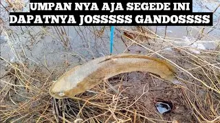 Mancing Belut Purba Pakai Umpan Gabus Babon Hasilnya Sungguh Luar Biasa...!!