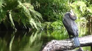 cormorants After the Storm. Plym Bridge Woods