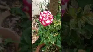 Carousel Rose in White & Fanta Red &ndash; Framed by Nature&rsquo;s Silence