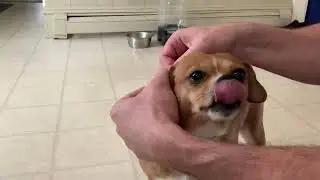 Seresto Flea Collar