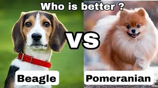 Beagle vs Pomeranian || Which one is better ? || Best family dog 🐶 || Small dog 🐕 breed || Dogestan