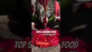 Top5Chicken Food #youtubeshorts #aseel #pets #ytshorts #youtubeshorts #trendingshort#dog #cat #viral
