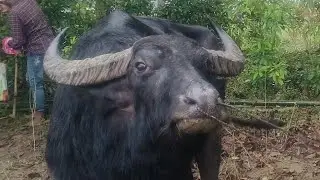 #buffalofightinassam Dhaplang pothar mohjuj Muhan hira //V/S//noyon kolita @DipDipshikhavlogs 2023