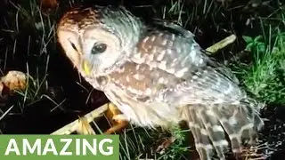 Owl rescued from roadside, refuses to leave caretakers