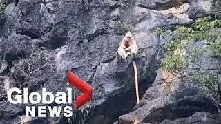 Two rare white langurs spotted in China