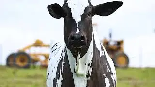 DDRF 111
