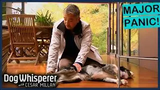Rescue Dog Struggles With A Fear No One Understands | Dog Whisperer With Cesar Millan