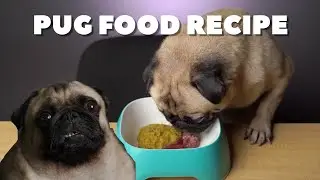 Pug Food Recipe