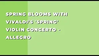 Spring Blooms with Vivaldi's 'Spring' Violin Concerto - Allegro