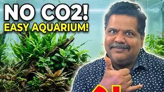 Low Tech Aquarium Plants For Your Planted Aquarium - 2019 [Beginner plants]