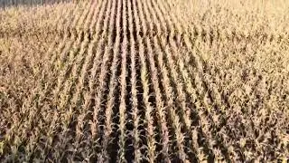record harvest for the 2025 US corn crop 🌽