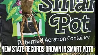 Smart Pot Milk Crate Liner, Compost Urban Compost Container, New State Records Grown raised bed!