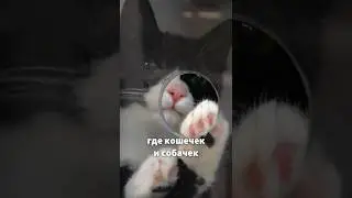 🐶 Купил планшет - ПОМОГ животным? 🐱