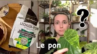 Le Pon (enfin)! Quoi, où, quand, comment ? + rempotage Alocasia gageana aurea