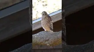 Juvenile Red-shouldered Hawk🐦Bird Of Prey #redshoulderedhawk