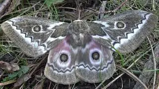 Moth Facts: ZigZag-Emperor moth (Gonimbrasia tyrrhea) / Saturniidae