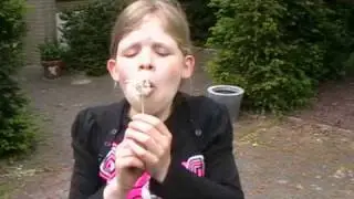 Paardenbloemen