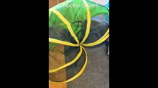 AKC Champion Great Dane puppies 3 weeks old tunnel after milk break