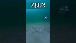 Birds Underwater Fishing Expedition Revealed #4k #viral #reels