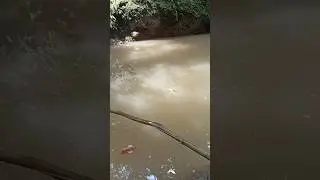 mancing melem umpan nasi di musim hujan #mancingmelemtekniknutul #mancing #fishing #mancingmania