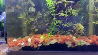 Ngắm c&aacute; c&ugrave;ng The Alley Soil Coffee  #fish #light 