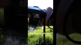 Watch me take some pics of a alligator 🐊 #alligator #photography #wildlifephotography