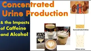 Concentrated Urine Production and the Impacts of Caffeine and Alcohol