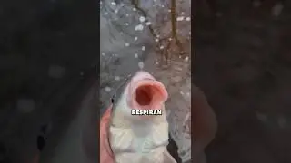 &iquest;Sab&iacute;as que los PECES tambi&eacute;n pueden Ahogarse Bajo el HIELO?