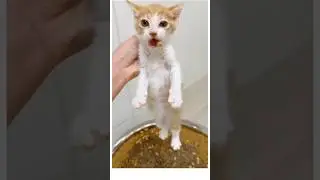 Greedy Cats, Double Trouble & Gangster Attitude