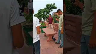 Aaj tho bhai kush ho gya 😁 #KabootarTraining #HandTraining #KabootarUdaan #PigeonOnHand