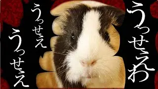 モルモットが『うっせぇわ』をプイプイ歌ってみた。【Ado】Guinea pig singing 