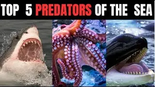 TOP PREDATORS OF THE SEA!