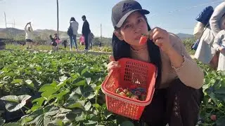 Strawberry picking at organic strawberry farm Ping che Fanling hong kong