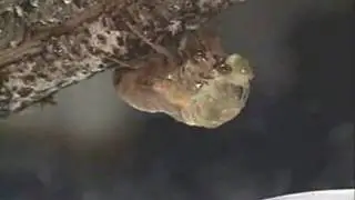 Cicada Metamorphosis