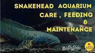 Snakehead fish care, feed and maintenance | தமிழில்