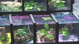 Mid-Atlantic Reptile Expo comes to Greenville Convention Center