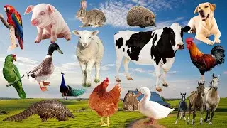 Aktivitas Hewan Paling Realistis | Suara Asli–Musik Instrumental Adem | Farm Animal Life Sounds