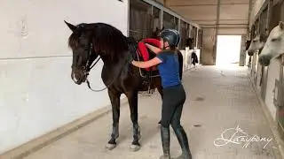 Lazypony's Bareback Pad Dressage. Mounting from the ground demonstration.