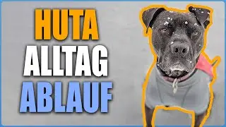 Kurz vor Weihnachten in der HuTa - Welpentagebuch Tag 28