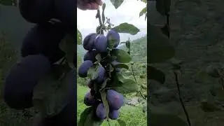prune dried plum😍 the European plum #plum#prun#fruit #healthyfruits#youtubeshorts #trending#ytshorts