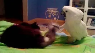Cockatoo offends the cat