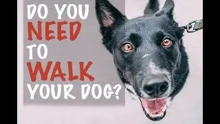 Do You Need to Walk Your Dog?