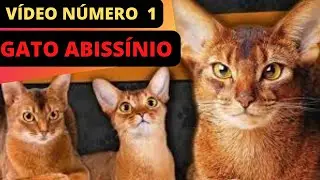 GATO ABISS&Iacute;NIO PRIMEIRO V&Iacute;DEO @THE UNIVERSO ANIMAL