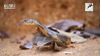 King cobra conservation |Grateful to EGWS team #kingcobra #conservation #forestdepartment #awareness
